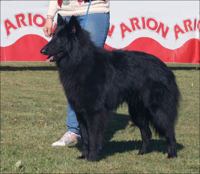 2-quim de belliamici1